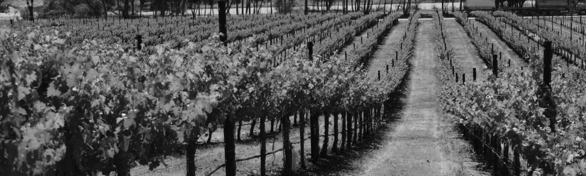 Vineyards